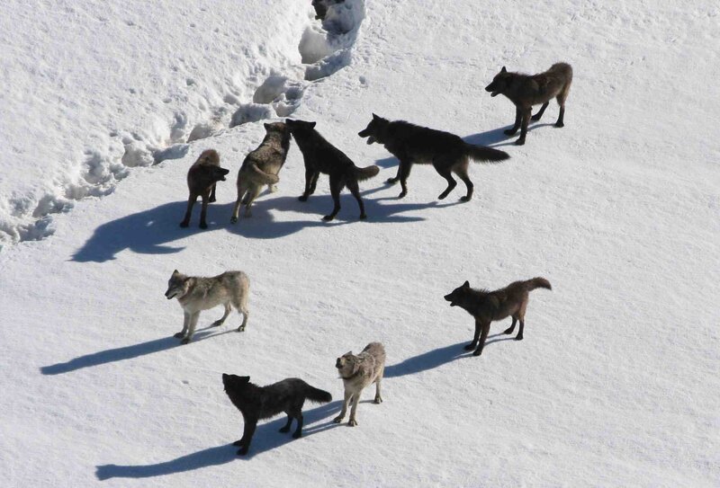Wolves in Snow — White, Cold, Winter