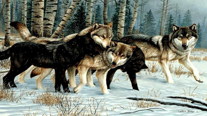 Wolves in Snow — White, Dramatic