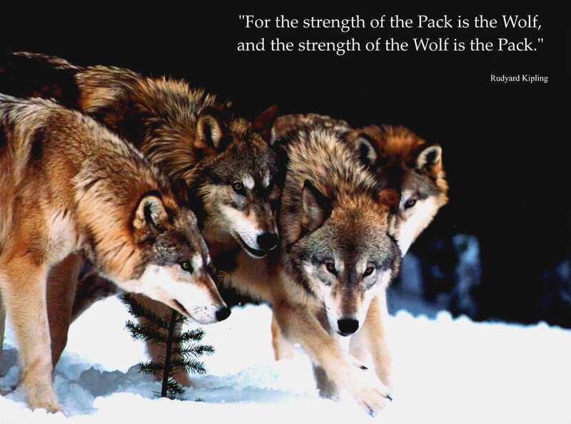 Wolves in Snow — White, Dramatic, Winter, Photograph, Quote