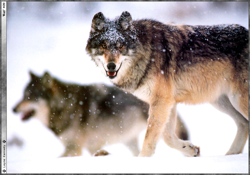 Wolves in Snow — White, Dramatic, Winter, Photograph