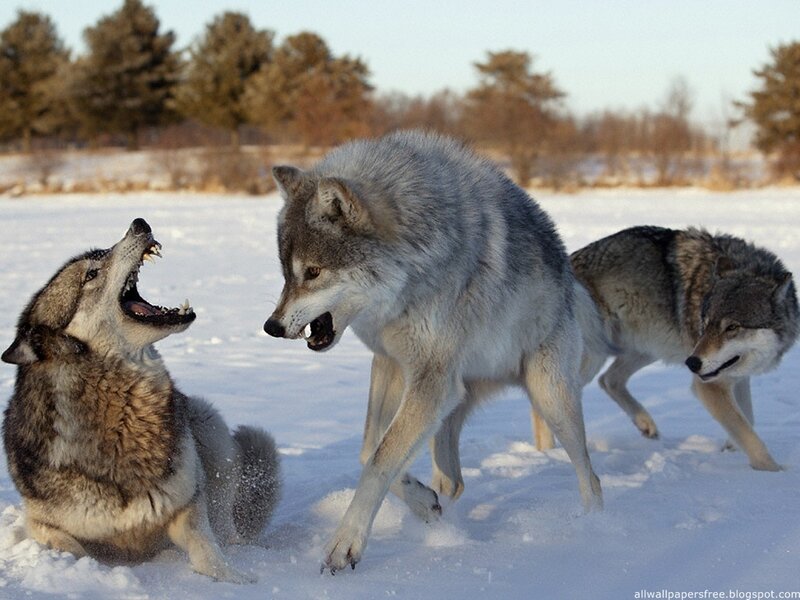 Wolves in Snow — White, Dramatic, Winter, Photograph, Trees, Forest