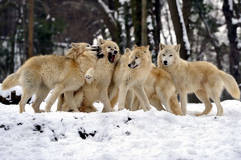 Wolves in Snow — White, Dramatic, Winter, Photograph, Trees