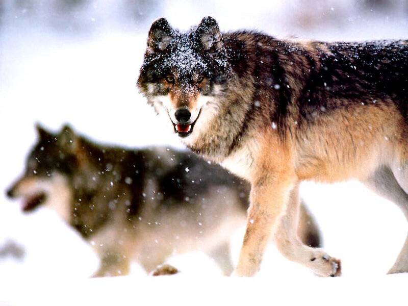 Wolves in Snow — White, Dramatic, Winter