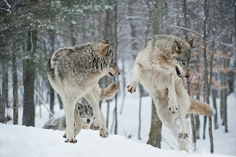 Wolves in Snow — White, Dynamic