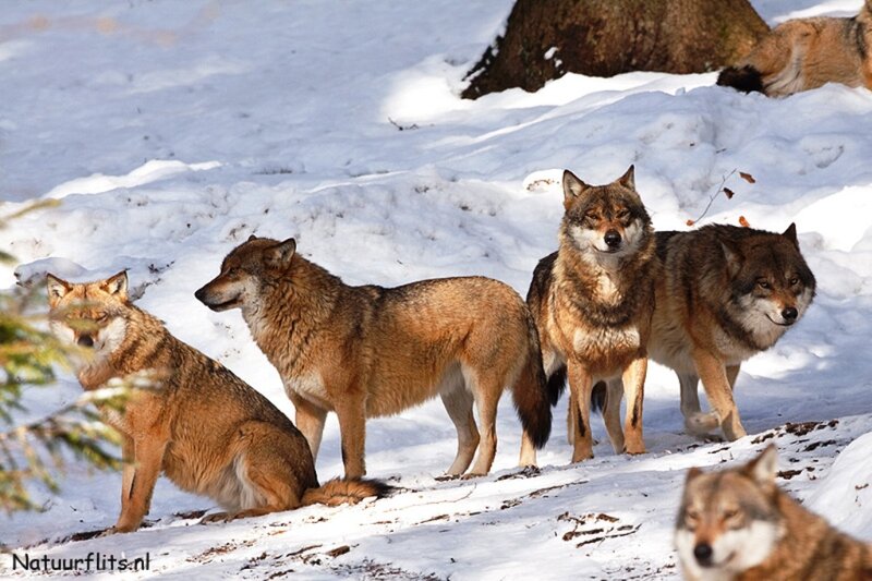 Wolves in Snow — White, Natural