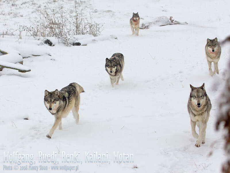 Wolves in Snow — White, Natural, Winter, Photograph, Forest