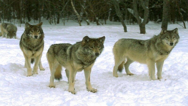 Wolves in Snow — White, Natural, Winter, Photograph, Trees, Forest
