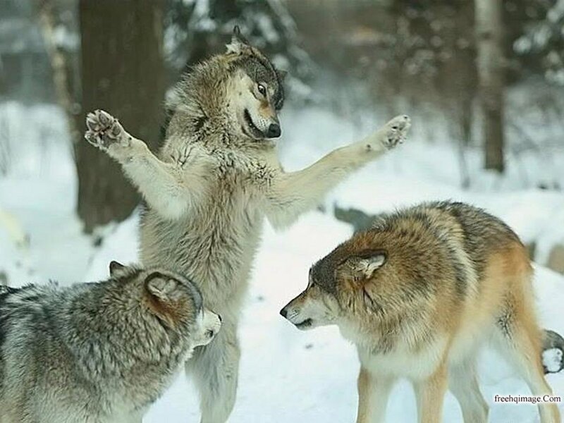 Wolves in Snow — White, Natural, Winter, Photograph, Trees