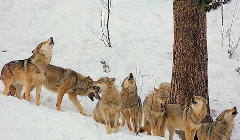 Wolves in Snow — White, Natural, Winter