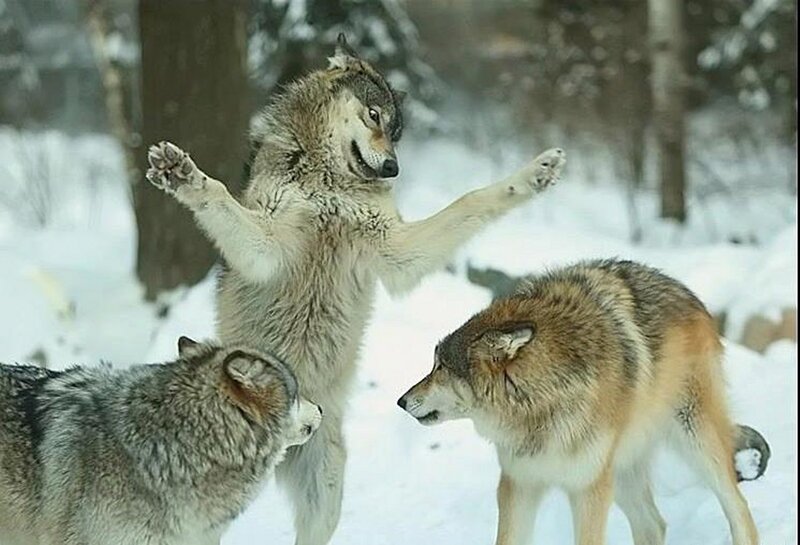 Wolves in Snow — White, Playful, Winter