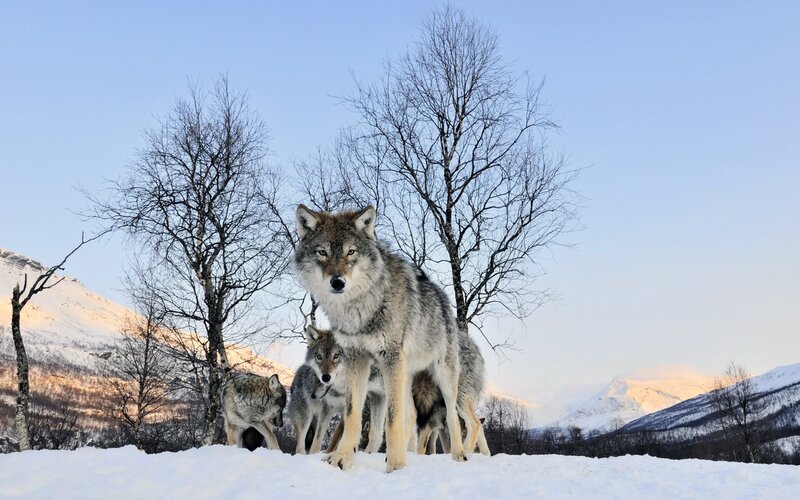 Wolves in Snow — White, Serene, Winter, Photograph