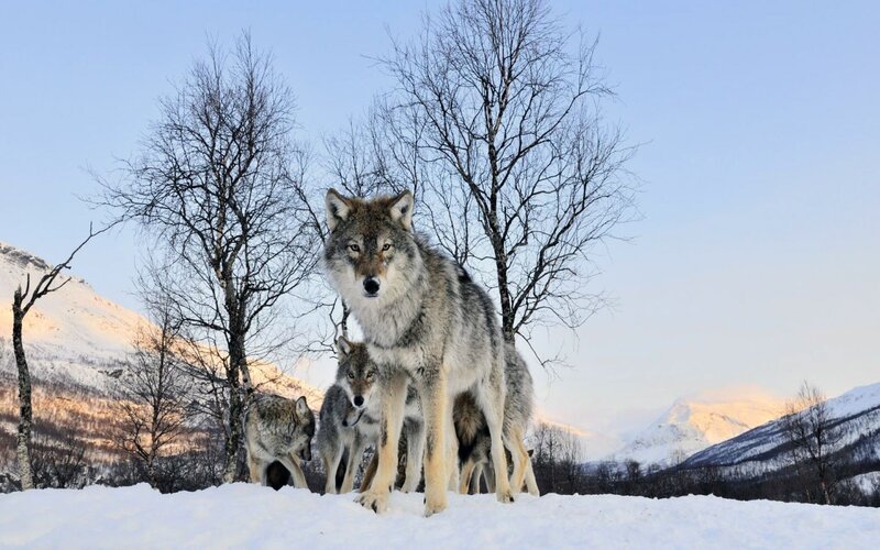 Wolves in Snow — White, Serene, Winter, Photograph, Trees