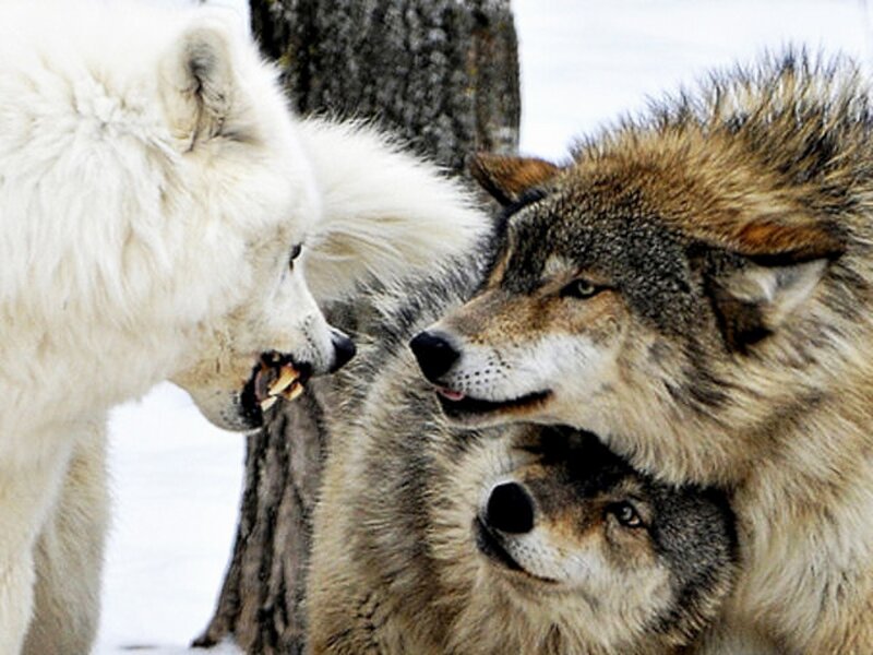 Wolves in Snow — White, Tense
