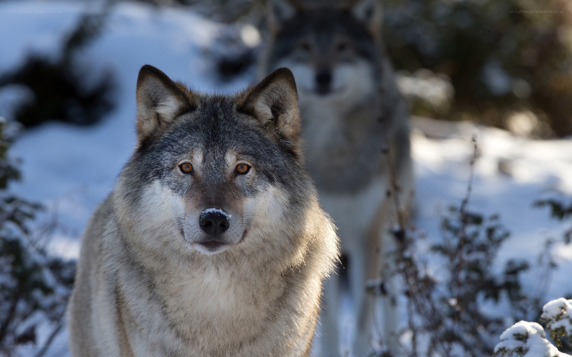 Wolves in snowy forest