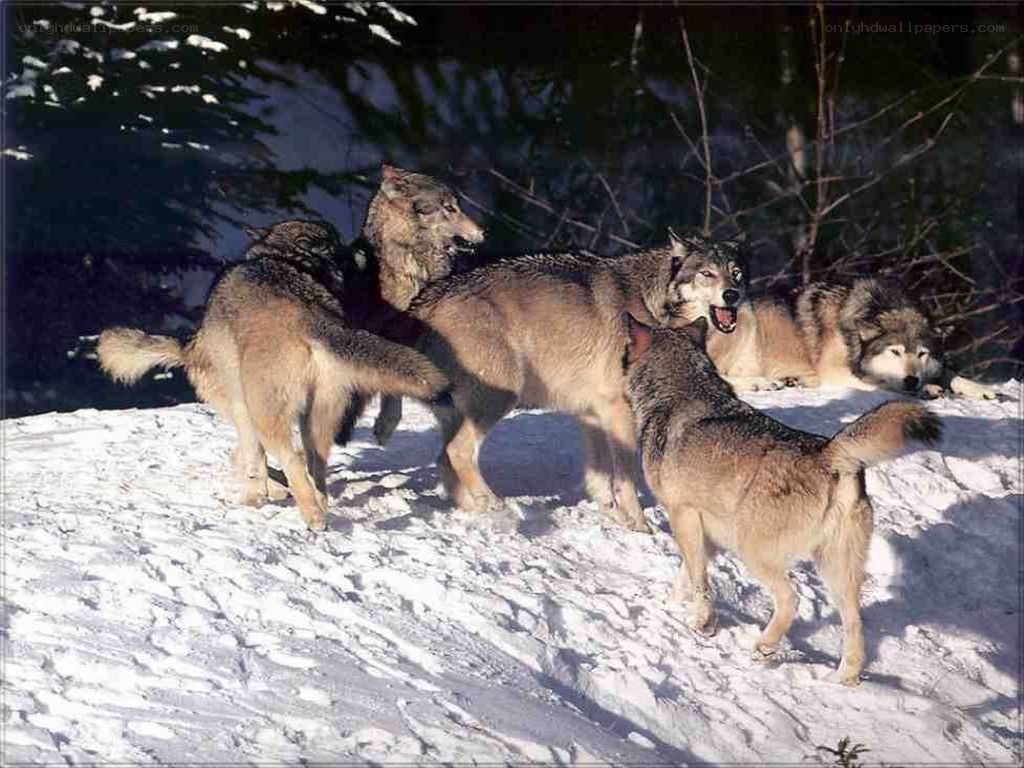 wolves in snowy forest