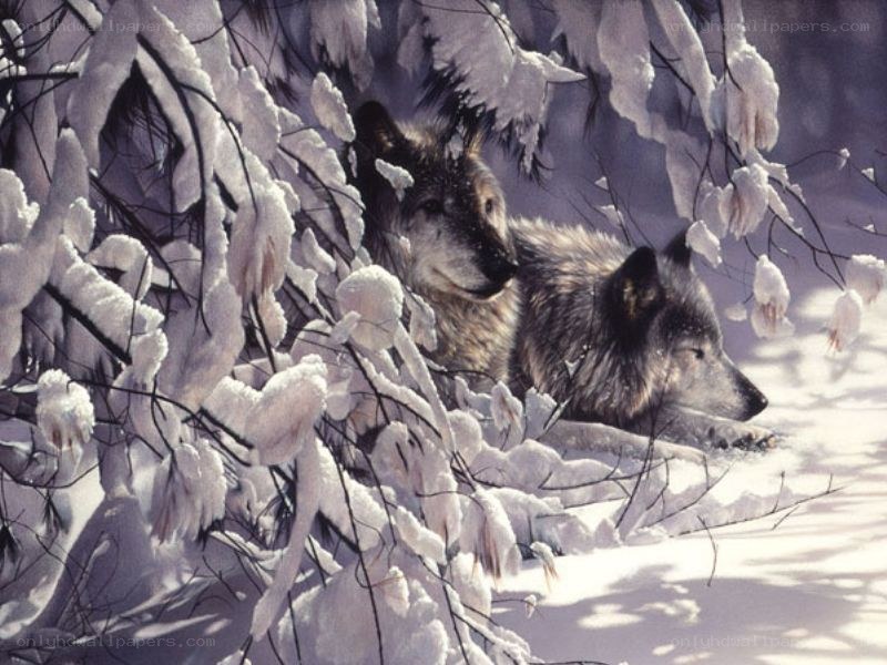 Wolves in snowy forest