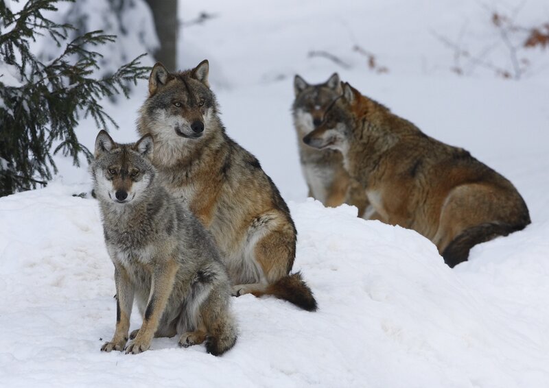 Wolves in snowy forest