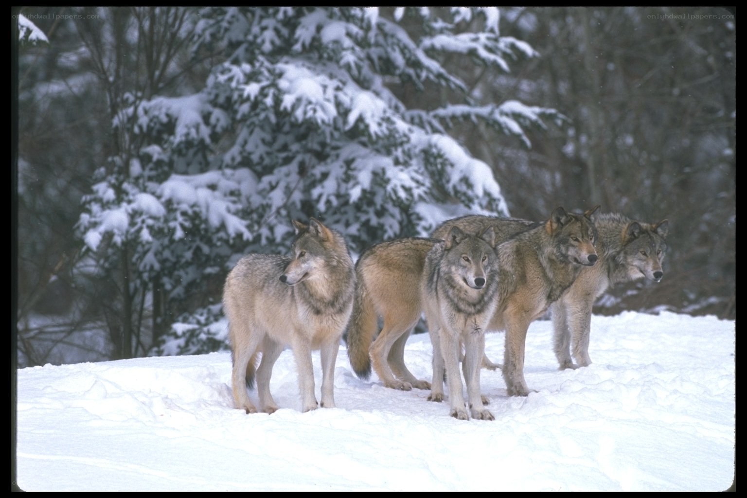 wolves in snowy forest