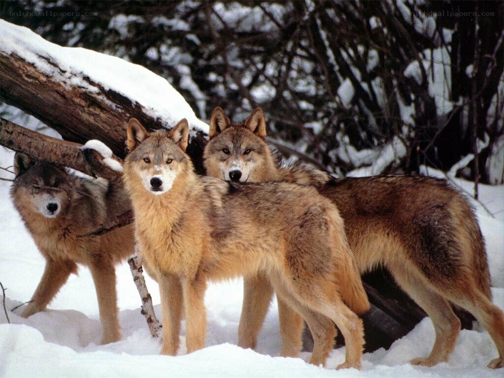 Wolves in snowy forest