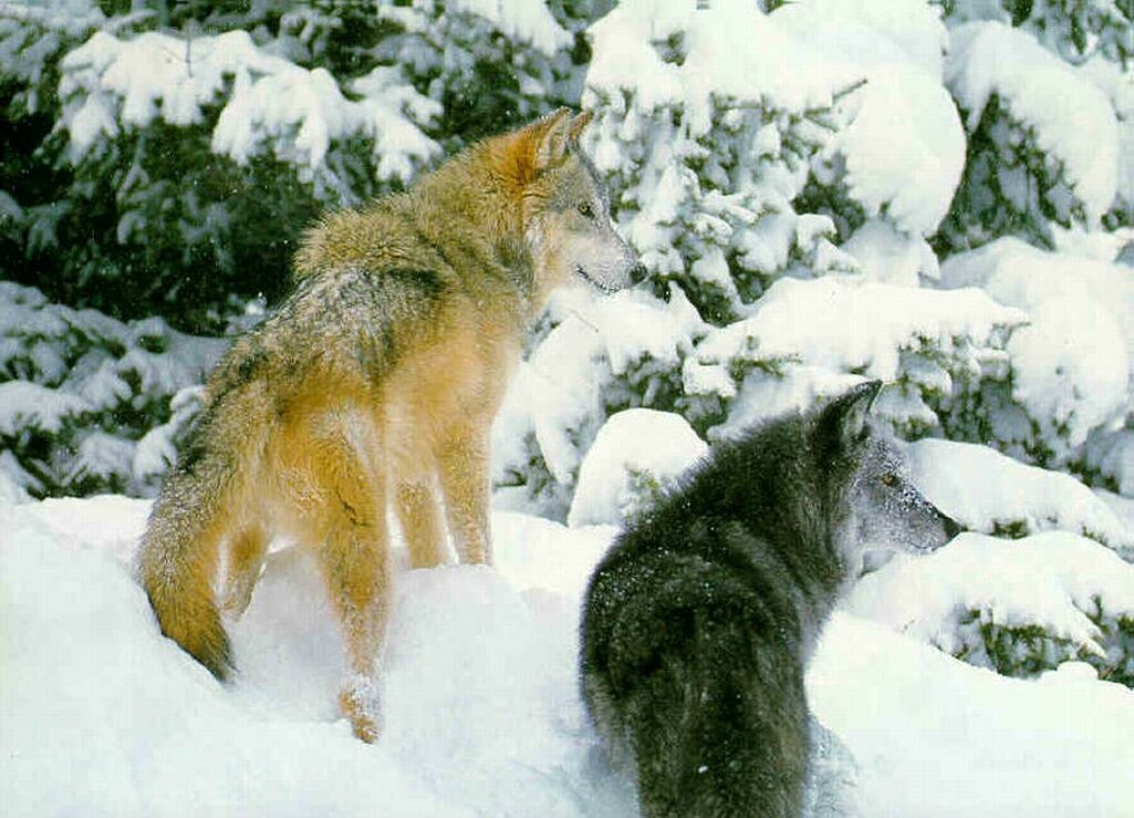 Wolves in snowy forest