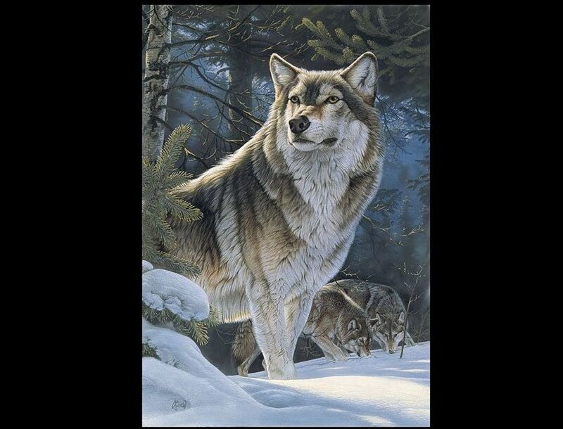 Wolves in Snowy Forest — Gray