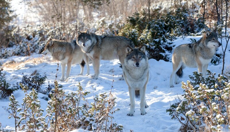 Wolves in Snowy Forest — White, Calm