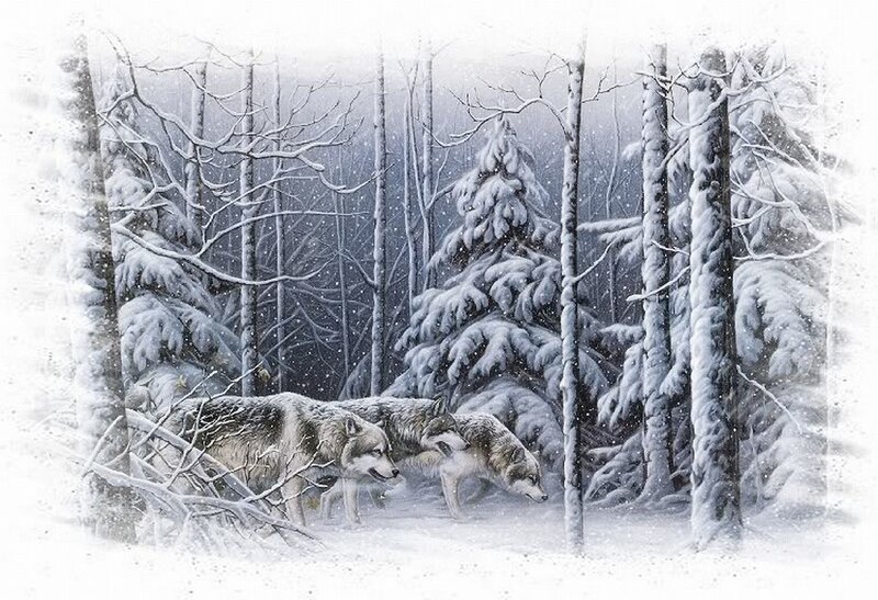 Wolves in Snowy Forest — White, Cold