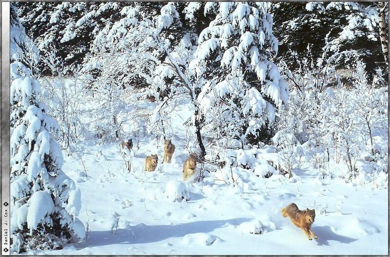 Wolves in Snowy Forest — White, Cold, Winter, Photograph