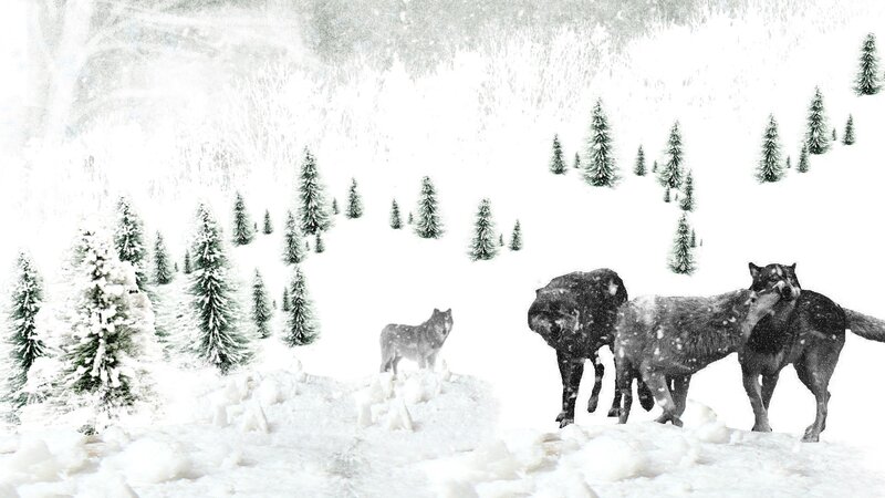 Wolves in Snowy Forest — White, Cold, Winter