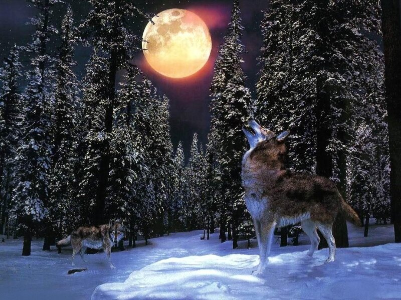 Wolves in Snowy Forest — White, Dramatic, Night