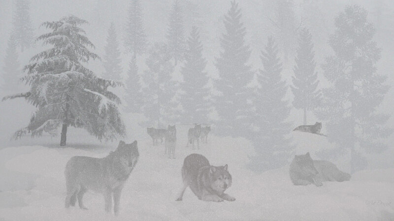 Wolves in Snowy Forest — White