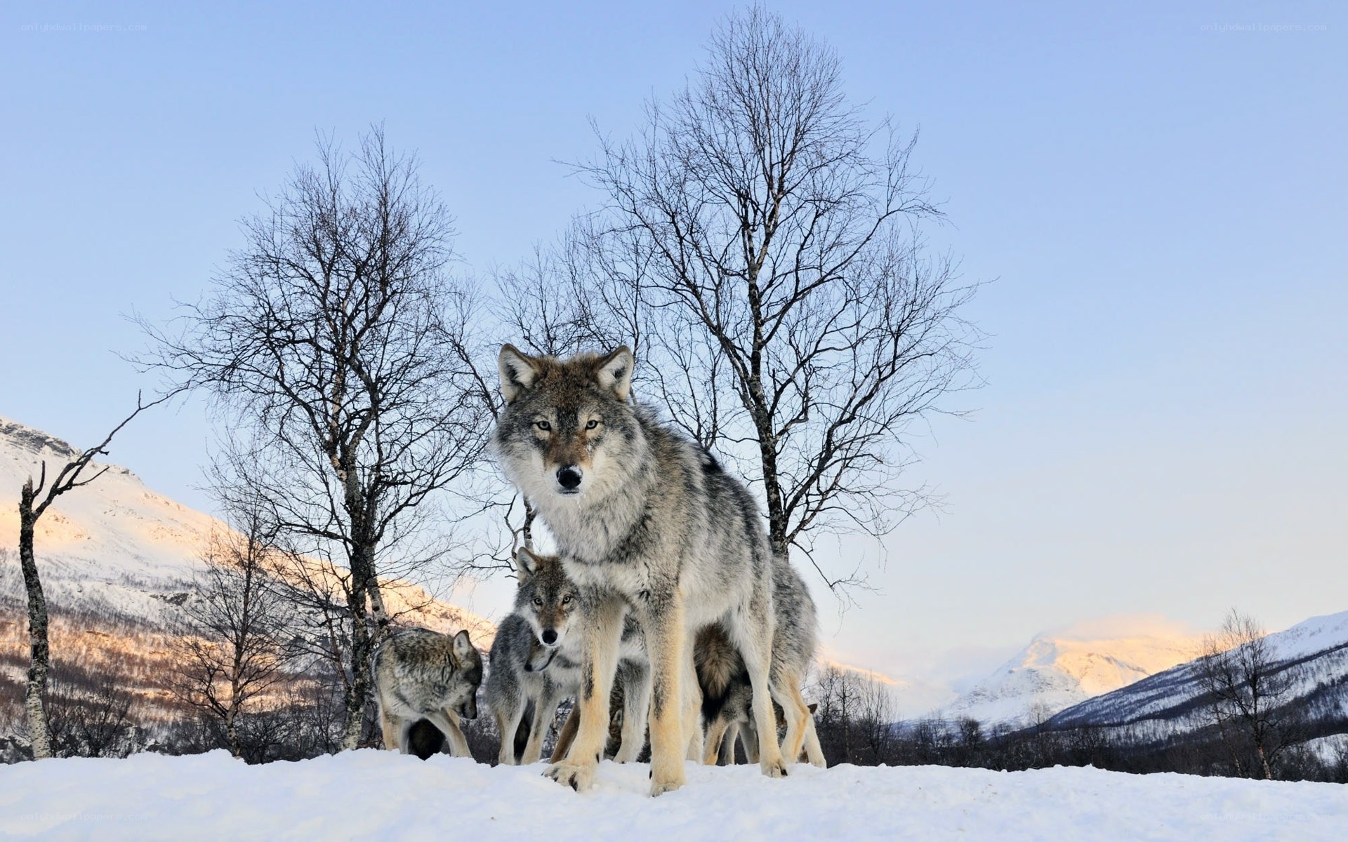 Wolves in snowy landscape