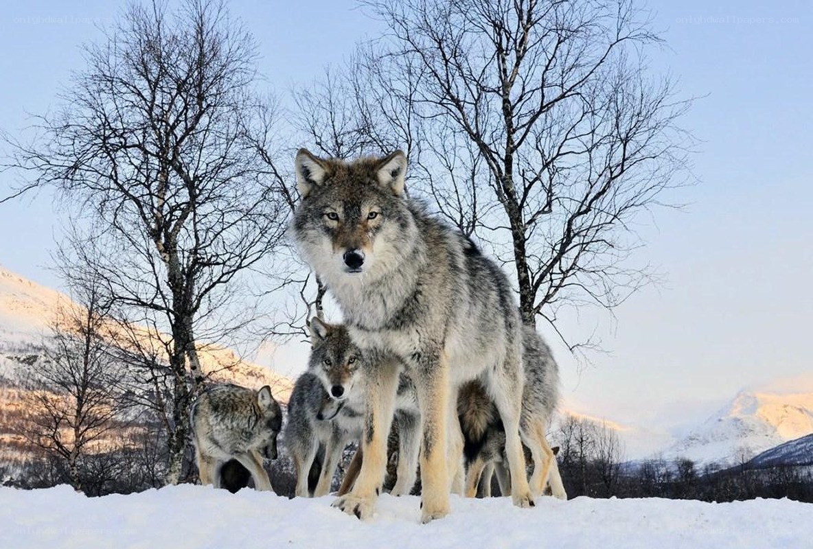Wolves in snowy landscape