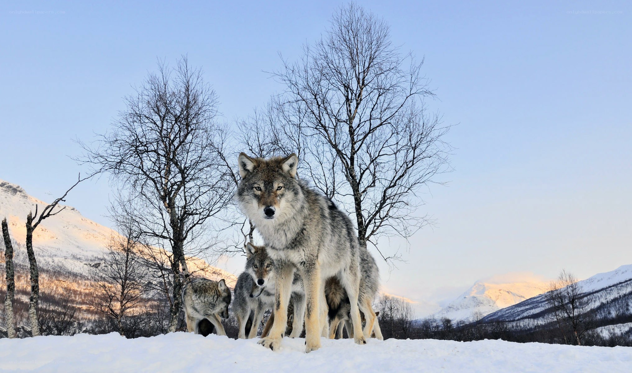 Wolves in snowy landscape