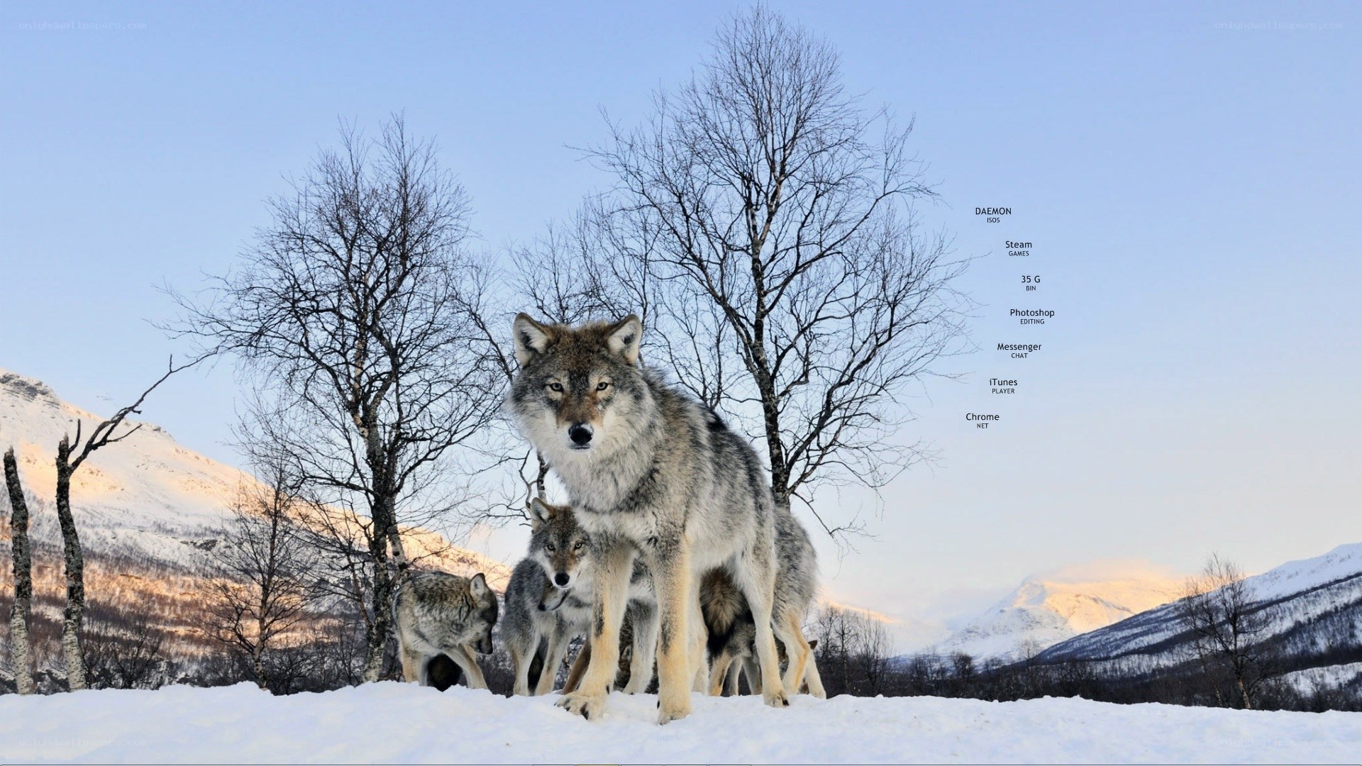 Wolves in snowy landscape