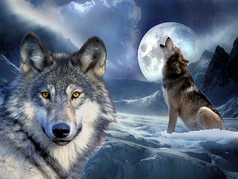 Wolves in Snowy Landscape — Blue, Dramatic