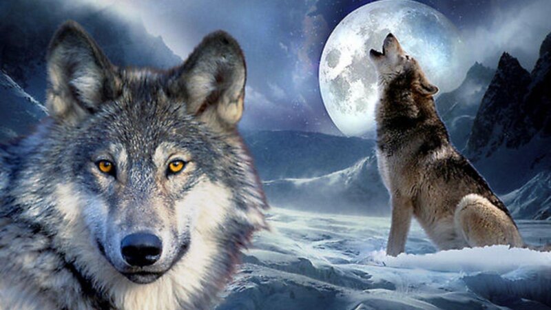 Wolves in Snowy Landscape — Gray