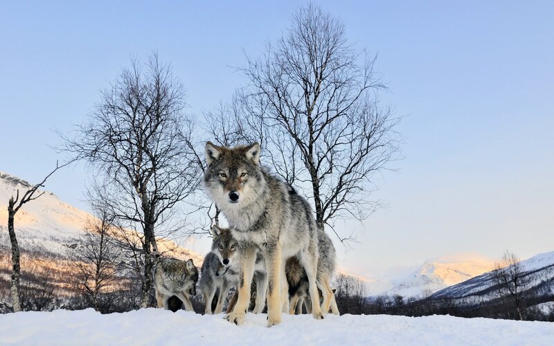 Wolves in Snowy Landscape — White, Cold