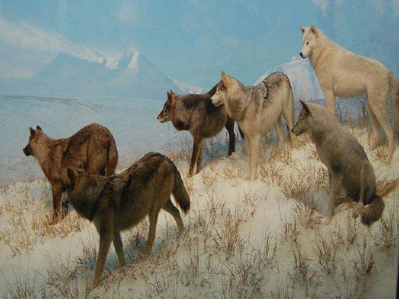 Wolves in Snowy Landscape — White, Cold, Winter