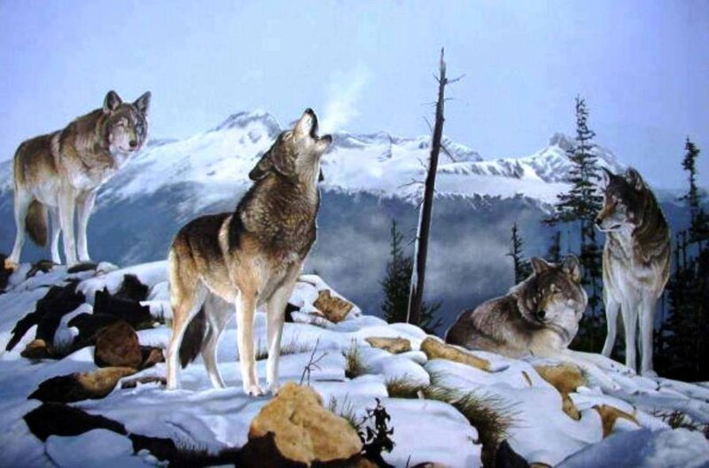 Wolves in Snowy Landscape — White, Dramatic