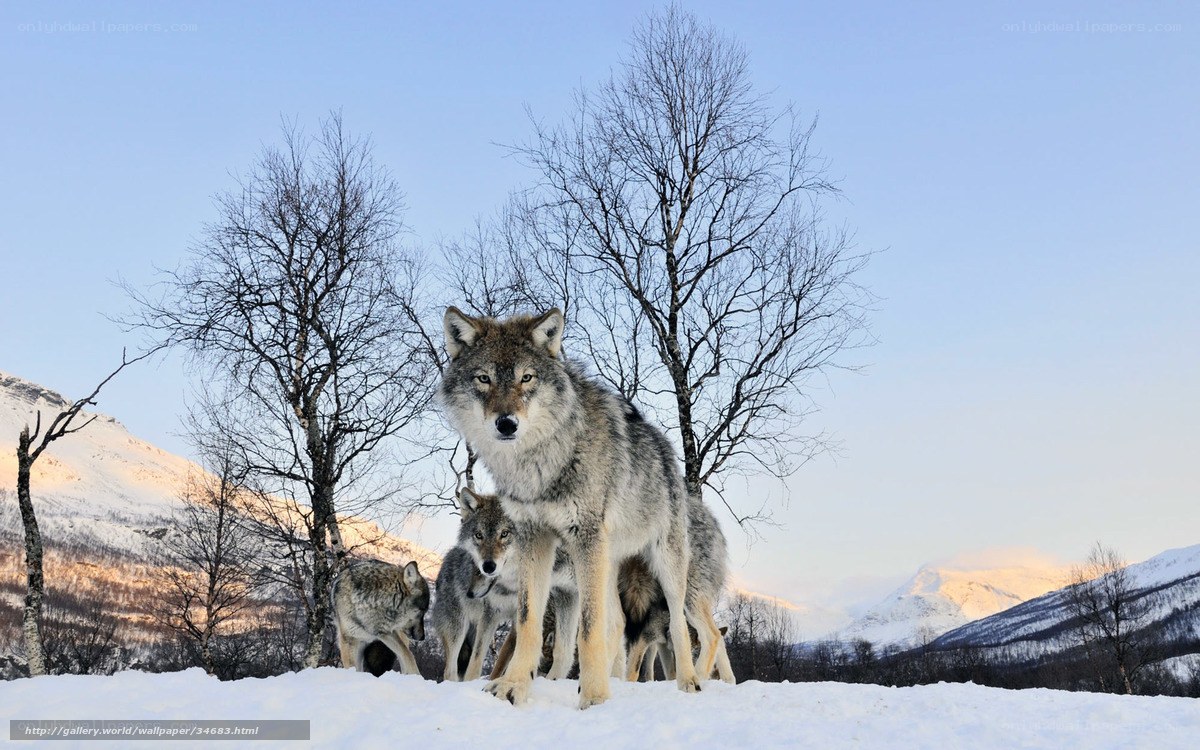 Wolves in snowy landscape