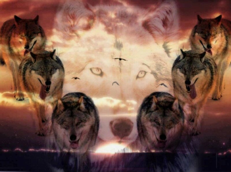 Wolves in Sunset — Orange