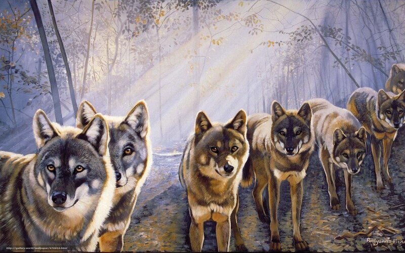 Wolves in the forest