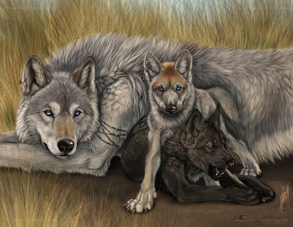 Wolves in the Grass