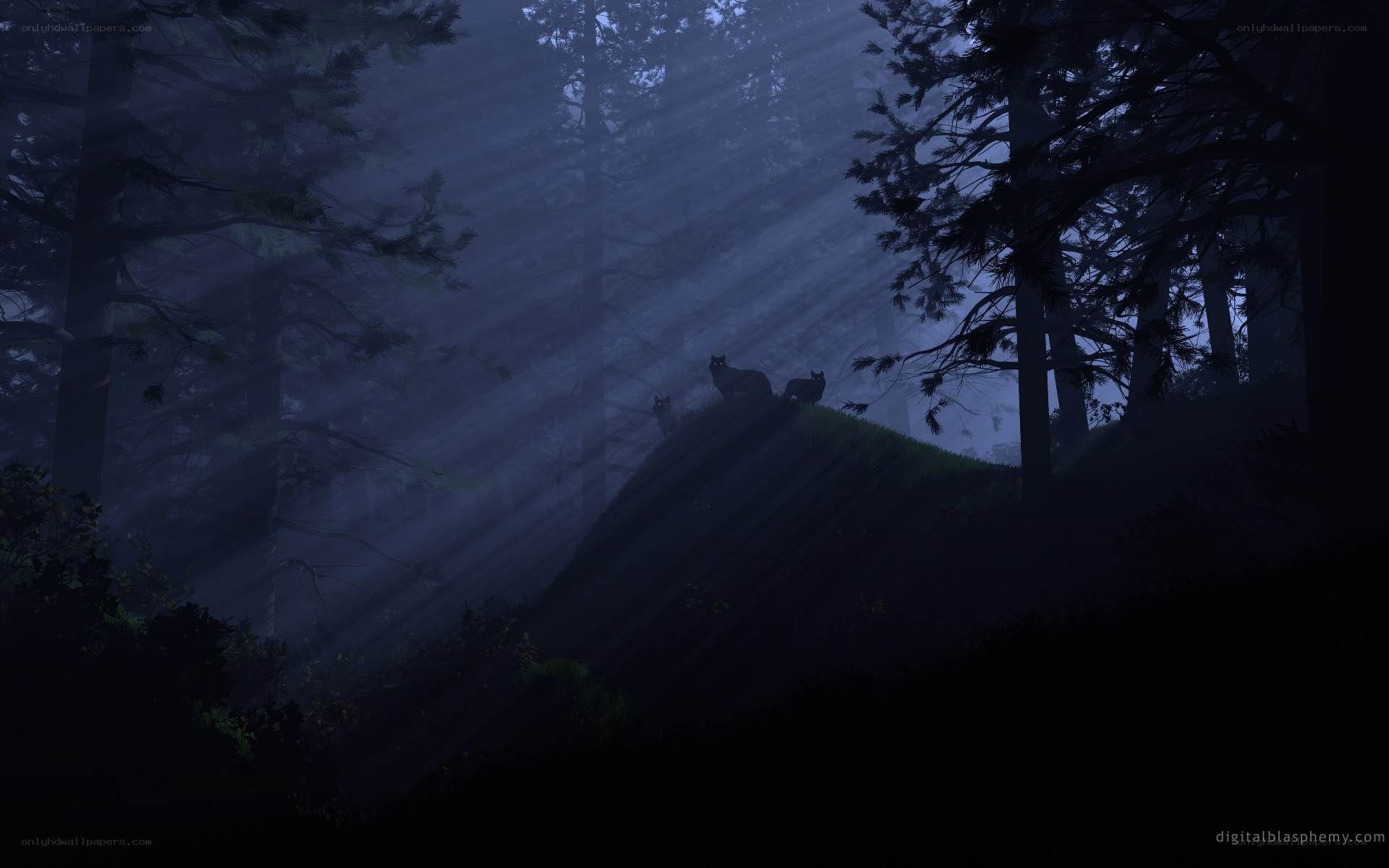 Wolves in the misty forest