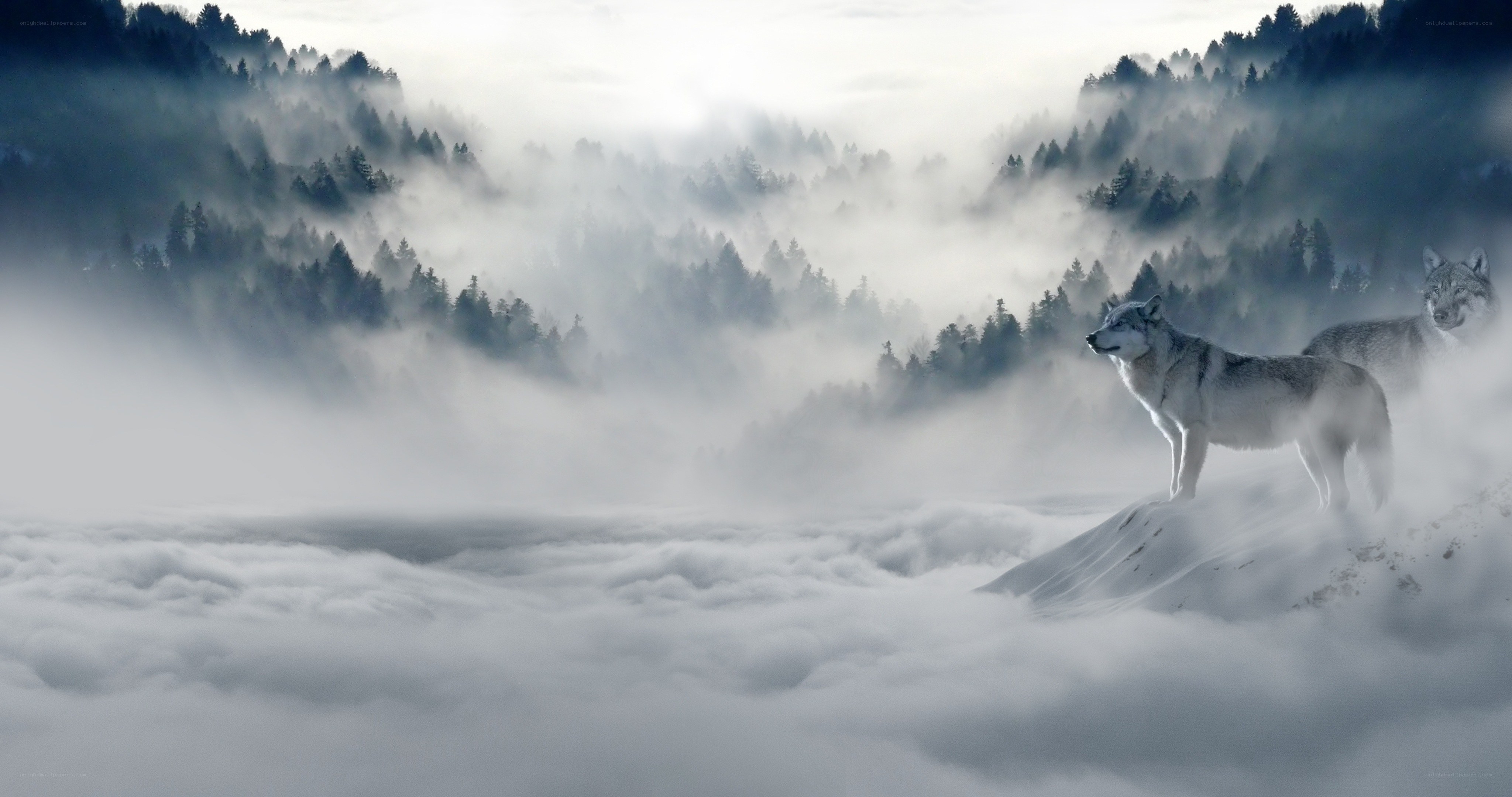 Wolves in the misty forest