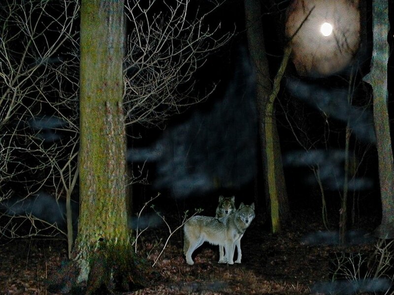 Wolves in the moonlight forest