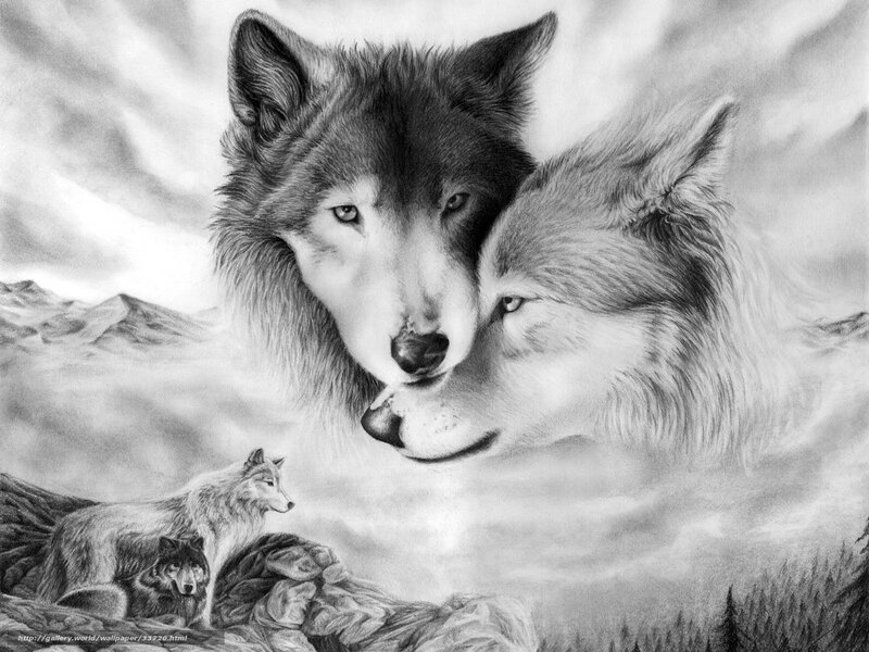 Wolves in the mountains