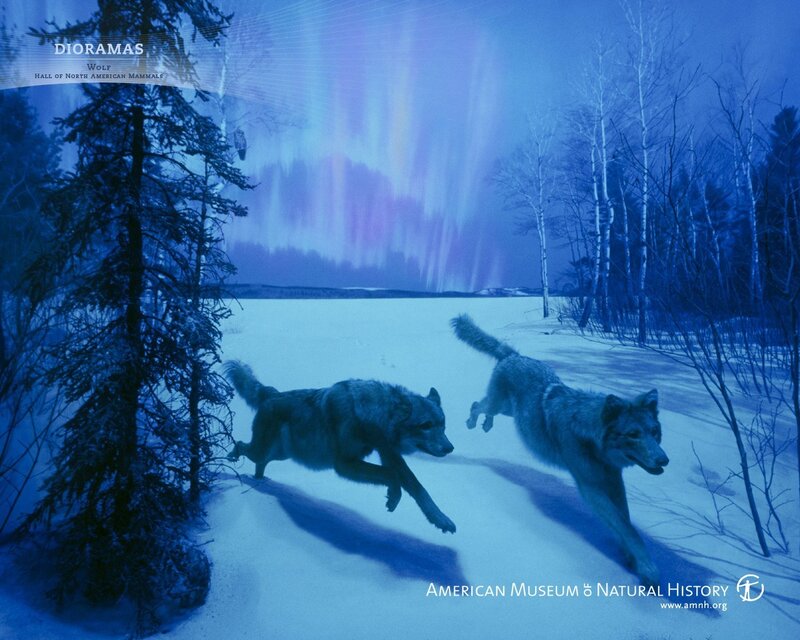 Wolves in the Northern Lights