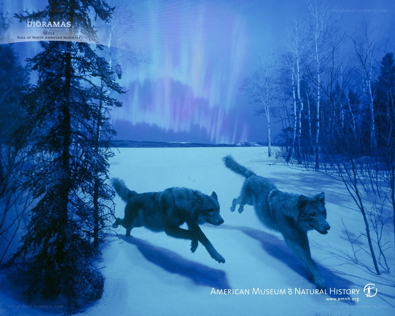 Wolves in the Northern Lights